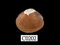 藏品(臺灣蜆)的圖片